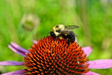 bumble bee on flower