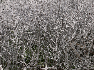 bella natura ghiacciata in autunno