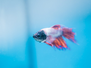 Colorful tropical fish in aquarium swimming in a fish tank with aquamarine background