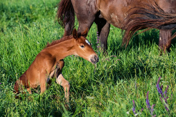 Obraz premium Young foal in green field next to adult horses