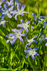 Obraz premium Flowers of Glory of the Snow, Chionodoxa, in spring