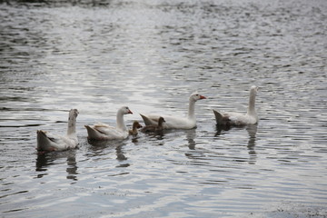 Fototapeta premium ducks in a row