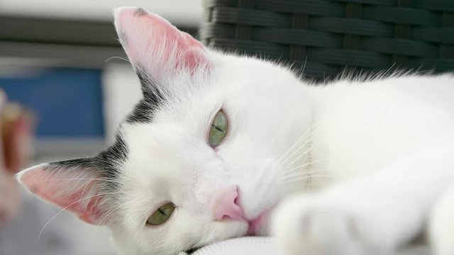 abby domestic shorthair cat grooming on the sofa looking at camera  4k video