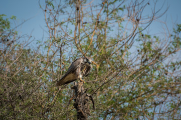 Laggar falcon or Falco jugger portrait.Looks aggressive and Sitting on a perch at tal chappar blackbuck sanctuary, india