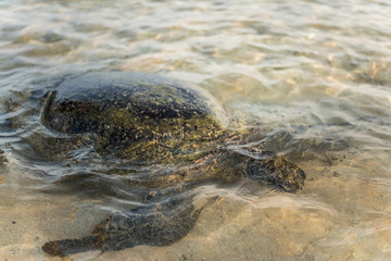 Obraz premium Big olive turtle in the water on the coast of the Turtle Beach in Hikkaduwa, Sri Lanka in the Indian Ocean