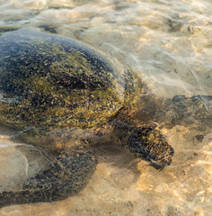 Obraz premium Big olive turtle in the water on the coast of the Turtle Beach in Hikkaduwa, Sri Lanka in the Indian Ocean