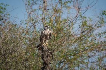 Laggar falcon or Falco jugger portrait.Looks aggressive and Sitting on a perch at tal chappar blackbuck sanctuary, india