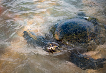 Big olive turtle in the water on the coast of the Turtle Beach in Hikkaduwa, Sri Lanka in the Indian Ocean