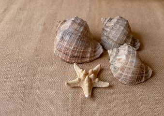 shells 