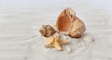 shells in the sand