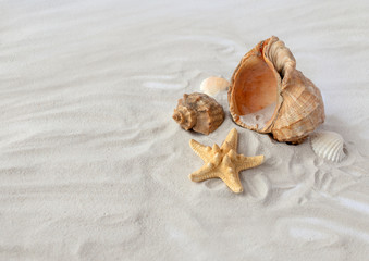 shells in the sand