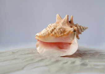Shell on the sand