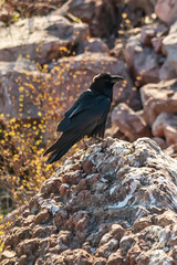 Raven stands on the rock