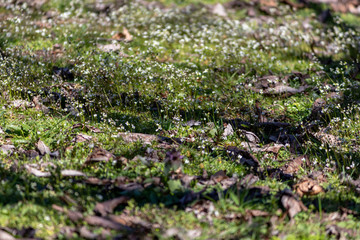 flowers in the garden