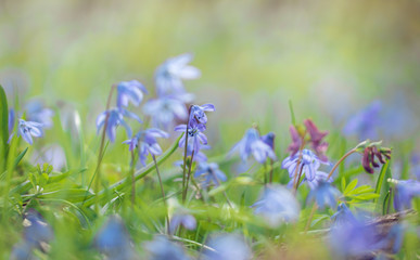 Blue snowdrops and a spring sunny forest	