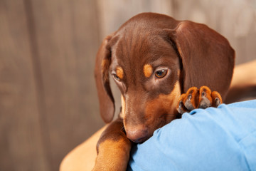 dog puppy breed dachshund on shoulder of a boy, a teenager and his pet.