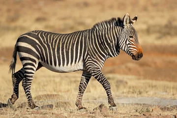  Kaapse bergzebra (Equus zebra) in natuurlijke habitat, Mountain Zebra National Park, Zuid-Afrika. © EcoView