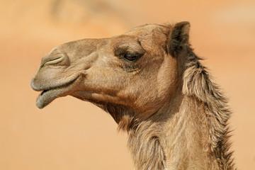 Close-up portrait of a one-humped camel (Camelus dromedarius), Arabian Peninsula.