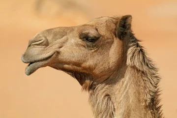 Fototapeten Nahaufnahmeporträt eines einhöckrigen Kamels (Camelus dromedarius), Arabische Halbinsel. © EcoView