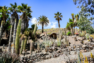 cactus plantation and summer time 