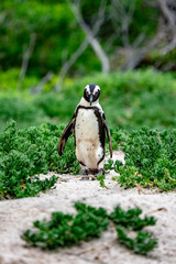 African Penguin walking through greenery at Boulder's Beach, Simon's Town, South Africa.