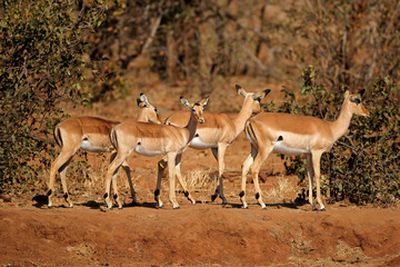 A group of impala antelopes (Aepyceros melampus), Kruger National Park, South Africa.