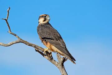 A lanner falcon (Falco biarmicus) perched on a branch, South Africa.