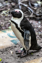 Naklejka premium African Penguin Side Profile. Boulder's Beach, Simon's Town, South Africa..