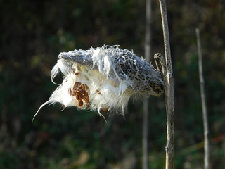 milkweed