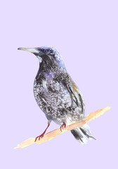Blackbird on a branch. Ousel painting. Watercolor illustration of thrush. Beautiful Stylized Bird. Ring Ouzel isolated on purple background. Hand drawn.