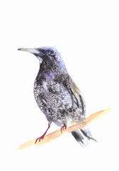 Blackbird on a branch. Ousel painting. Watercolor illustration of thrush. Beautiful Stylized Bird. Ring Ouzel isolated on light background. Hand drawn.