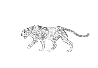 Cheetah prowling. Black line drawing Isolated on light gray background. Hand drawn illustration. Pencil sketch. Profile of African predator. Walking animal.