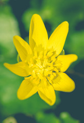 Yellow blooming buttercup on a sunny spring forest glade