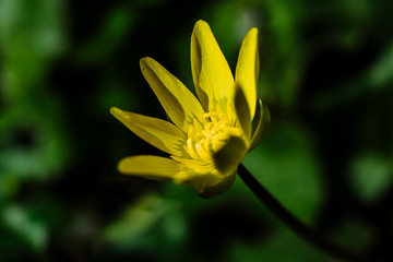 Yellow blooming buttercup on a sunny spring forest glade