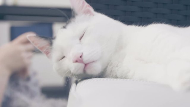 abby domestic shorthair cat grooming on the sofa looking at camera  4k video