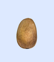 Ripe whole kiwi fruit isolated on light background. Watercolor painting. Hand drawn Realistic illustration. Botanical art. Exotic vegetarian eco food.