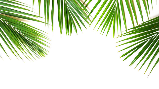 Tropical green palm leaves on white background. Minimal nature summer concept. Top view, flat lay, copy space. Isolated