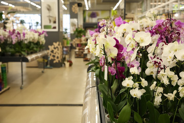 Assortment of beautiful orchid flowers at floral shop