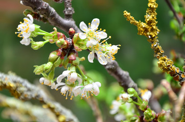 Blütenzweig einer Wildkirsche mit offenen Kirschblüten und Knospen