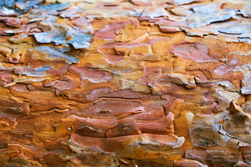 The texture of pine bark in the forest in Ukraine.