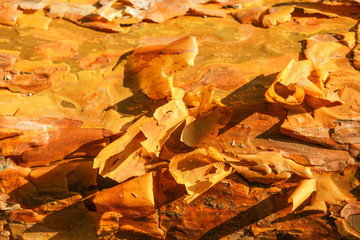 The texture of pine bark in the forest in Ukraine.