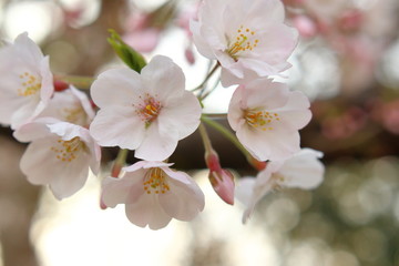 Fototapeta premium 桜の花 