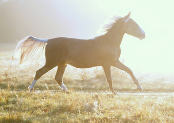 The  silvery-black colt galloping on a morning meadow against the background of fog