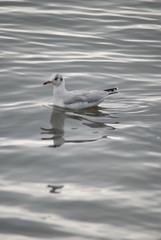 seagull on the beach