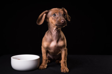 Dwarf dachshund puppy on a black background