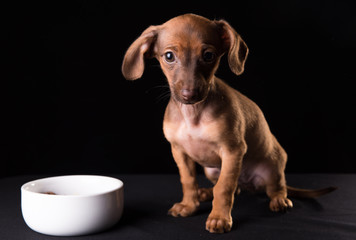 Dwarf dachshund puppy on a black background