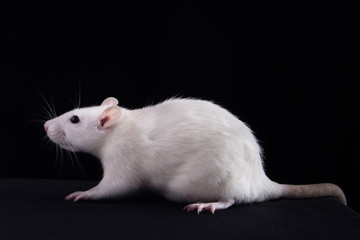 white rat on a black background close-up. Studio.