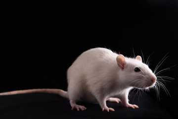 white rat on a black background close-up. Studio.