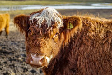 Portrait Kopf eines braunen Rind  mit lustigem weissen Fell auf einer Weide in der Uckermark
