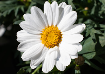 Obraz premium Daisy Marguerite